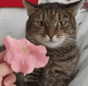 f1a9b2e0a92a.gif