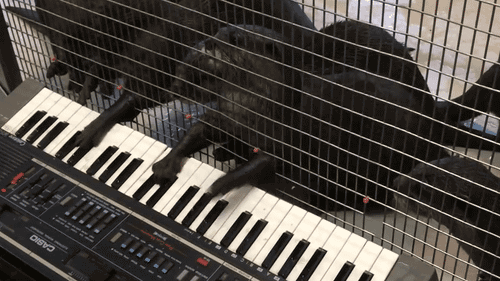 f3f6ace6b996c2a6569684da60d379686ec9c3c079dafbd969a44216a11151ee_1.gif