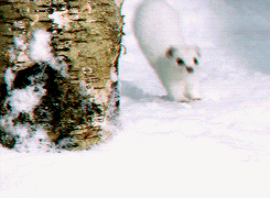 FantasticBlaringGraysquirrel-size_restricted.gif