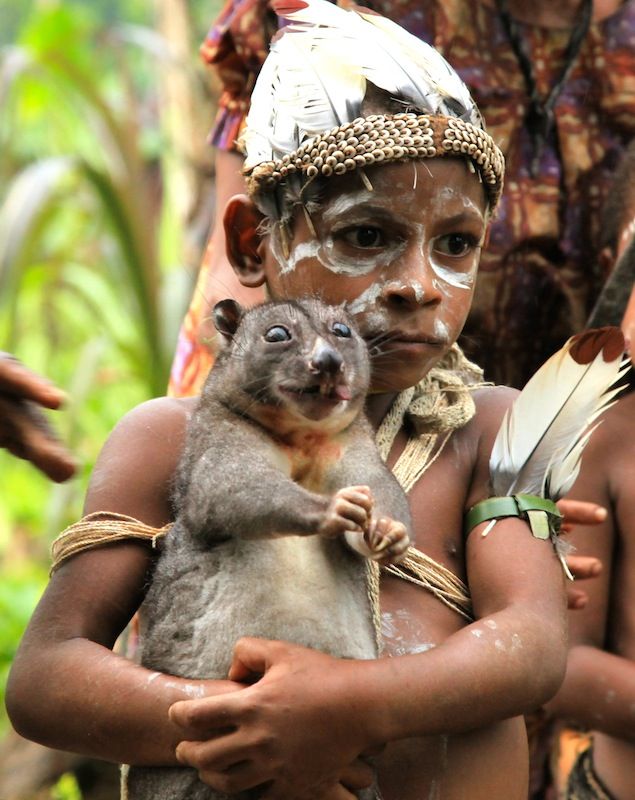 fb9de5c69d957d5dc274f7515c452630--papua-new-guinea-koala.jpg