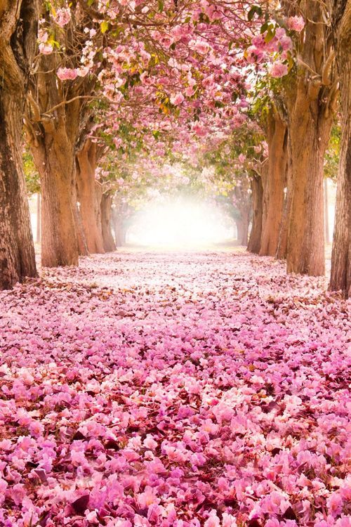 flowering.jpg
