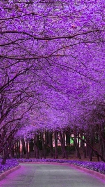 flowering2.jpg