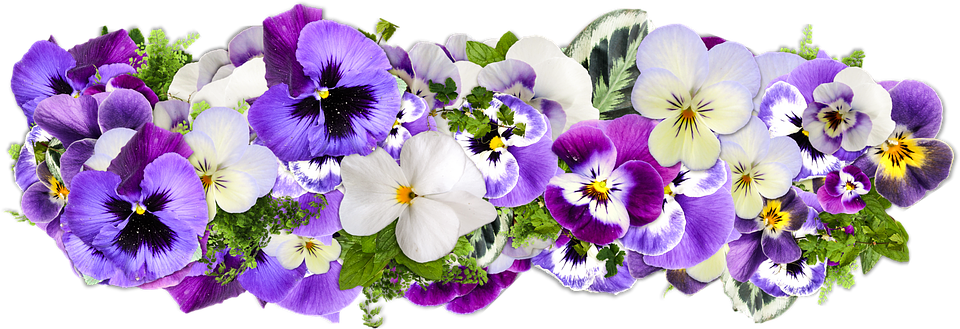 flowers-2058090_960_720.png