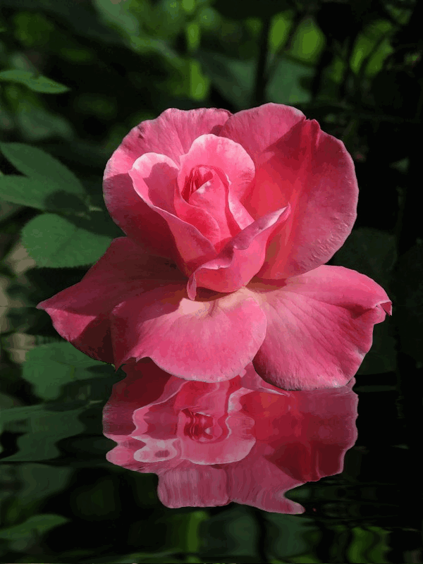 flowers-32.gif