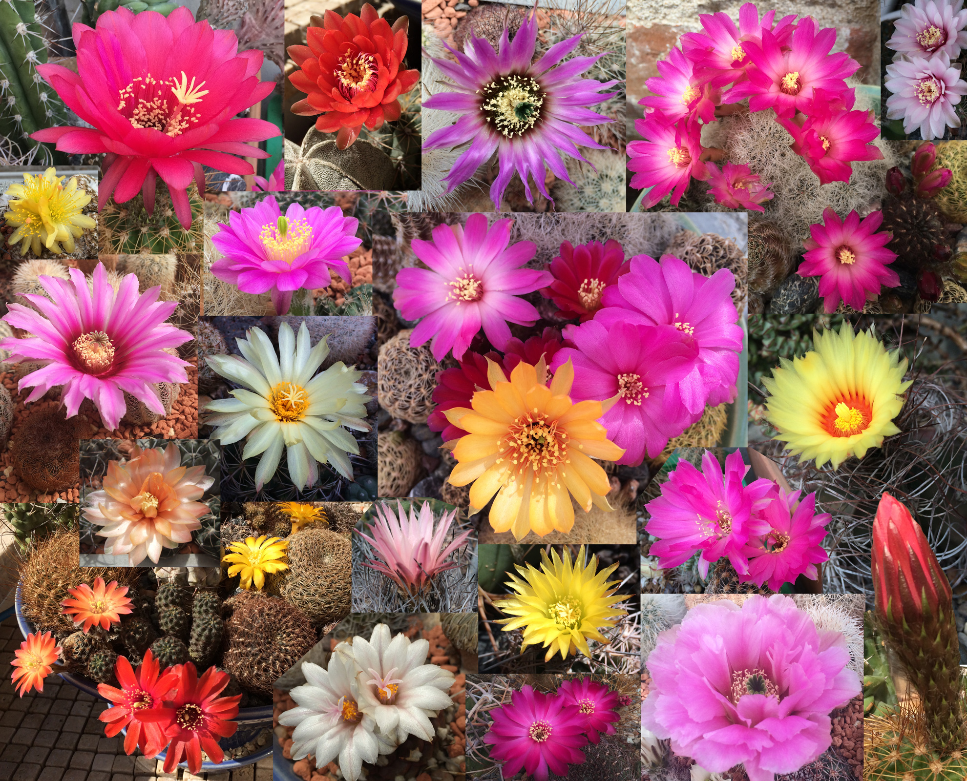 Flowers.jpg
