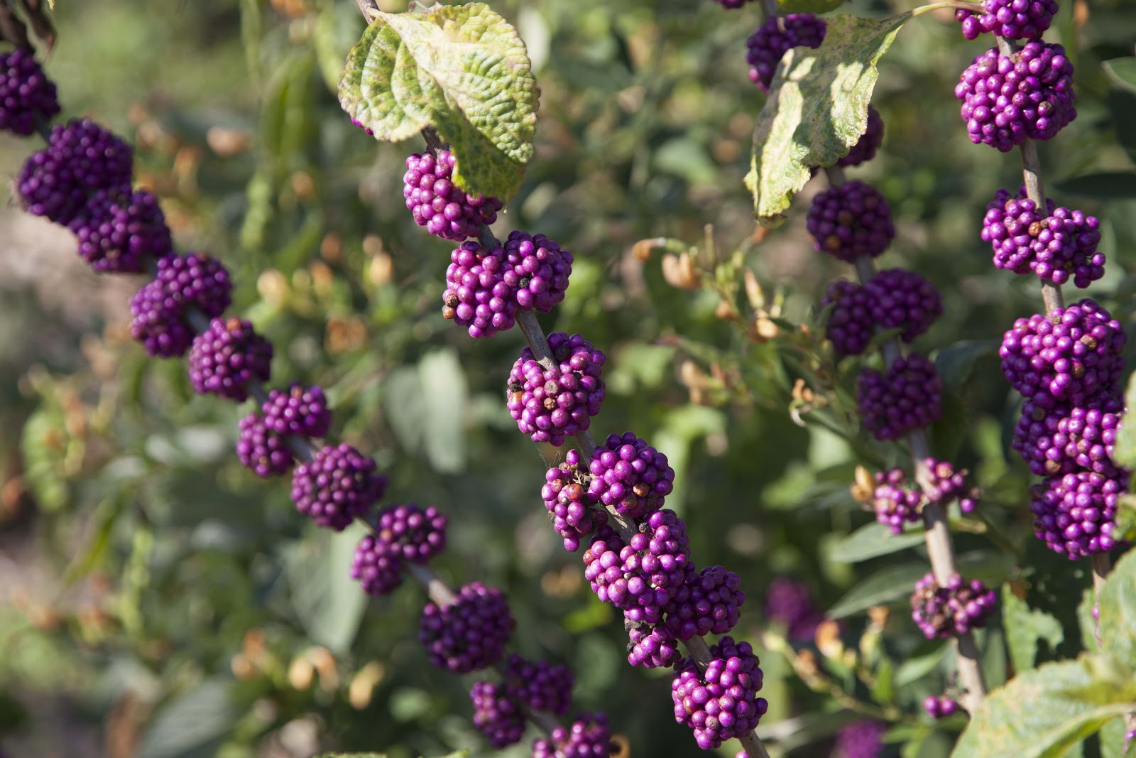 Food Forest_0018.jpg