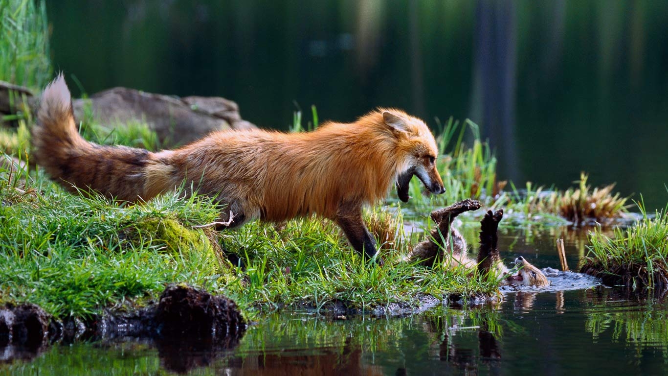 FoxMomKit_EN-US9759968344_1366x768.jpg