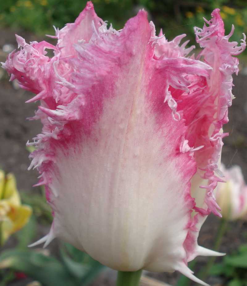 frinjid_femeli.jpg