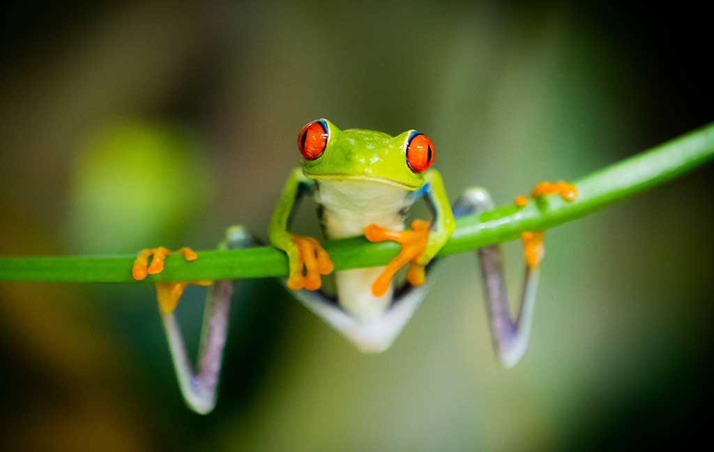 frog-tank-decoration.jpg