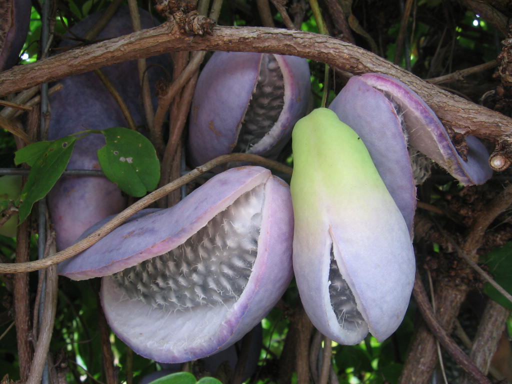 -fruit-and-vegetables.jpg