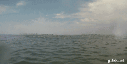 Fungif_24.gif