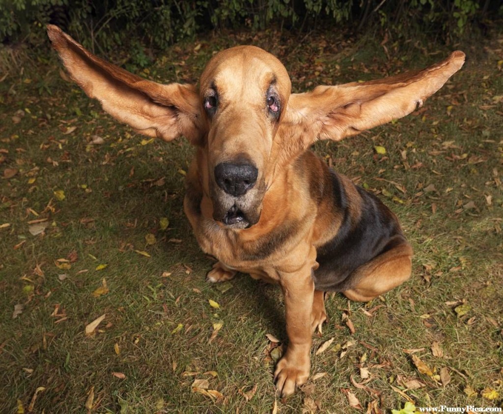 Funny-Dogs-Funny-Dog.jpg