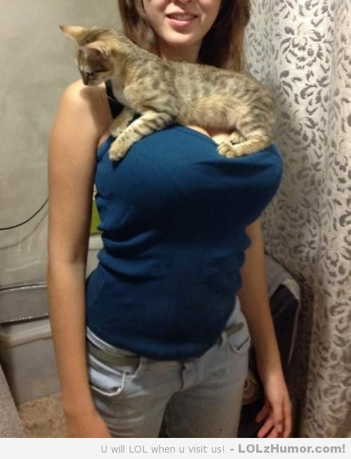 Funny_Pictures_if-its-tits-i-sit_6348.jpeg