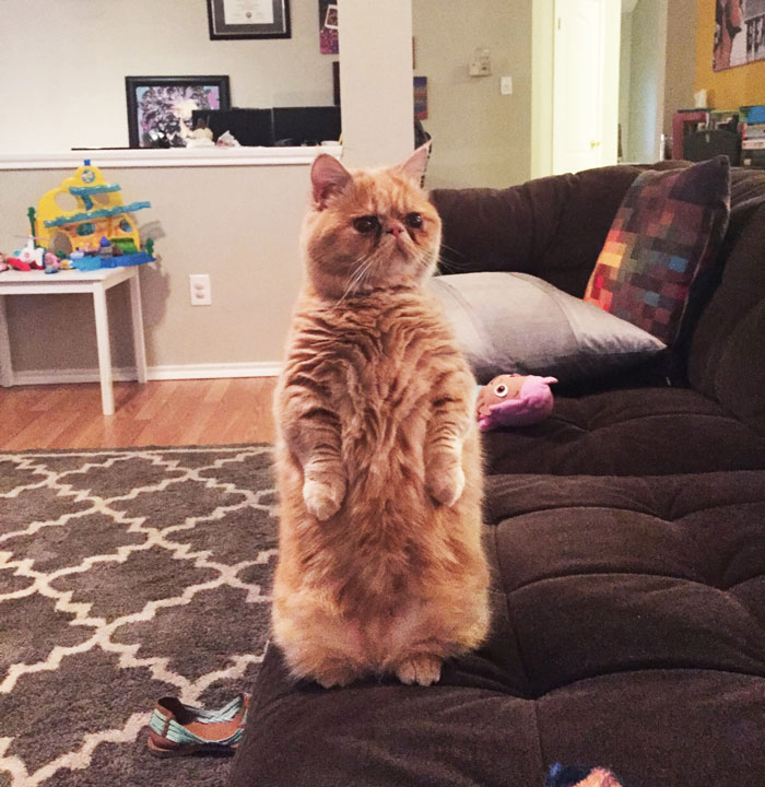 george-the-cat-standing-on-2-legs-coverimage.jpg