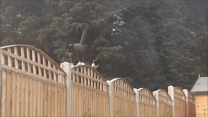 gif-01062015-003.gif