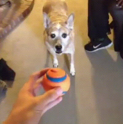 gif-09062017-001.gif