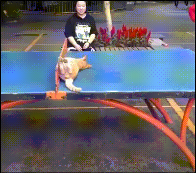 gif-09112018-012.gif