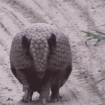 gif-16-4.gif