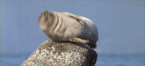 gif-21122018-010.gif