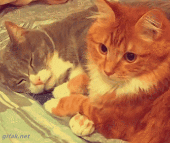 gif-23-18.gif