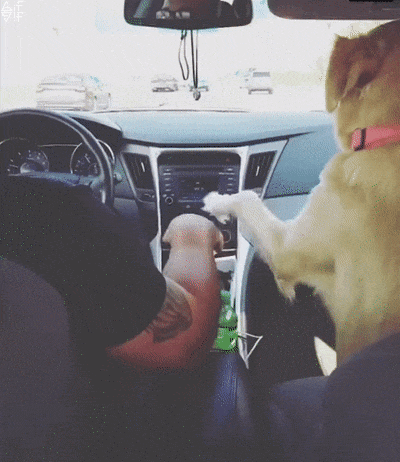 gif-31082018-004.gif