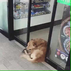 gif-31082018-012.gif