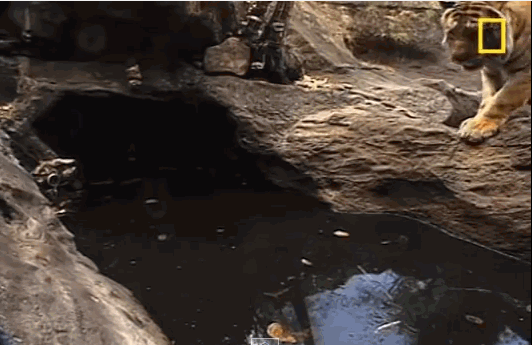gif-711214-011.gif