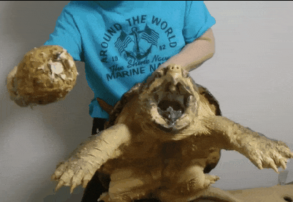 gif-prikoly-11.gif