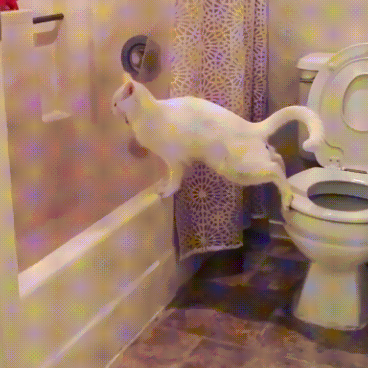 gif-prikoly-23.gif