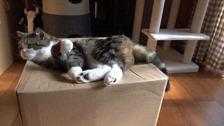 gif4480.gif