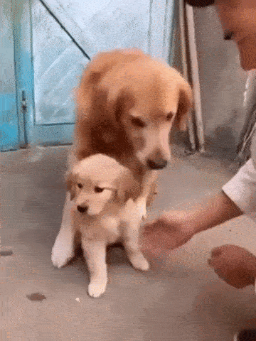 gif4675.gif