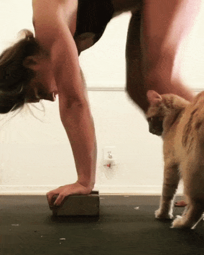 gif_464cdd2b23eca7444284bebc7ad08bca.gif