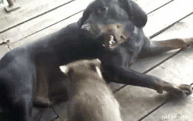 gifki-enot-zhivnosty-sobaken-1561404.gif