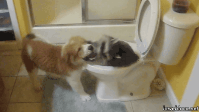 gifki-sobaka-zhivnosty-enot-1548722.gif