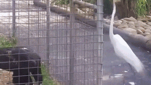 gifki-v-odnoklassnikah-humoraf-19.gif