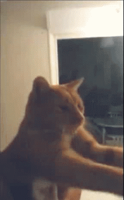 gifki_s_kotami_003.gif
