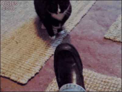 gifki_s_kotami_040.gif