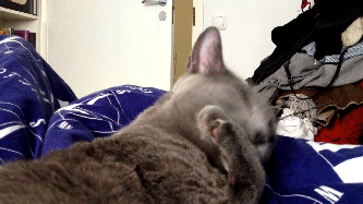 gifki_s_kotami_044.gif