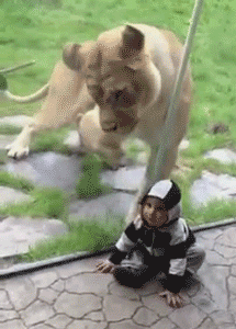 gifki_s_zhivotnimi_009.gif