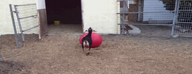 gifki_s_zhivotnimi_027.gif