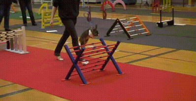 gifki_s_zhivotnimi_029.gif