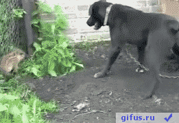 =GIFUS.RU=dominiruy-vlastvuy-unizhay-4521.gif