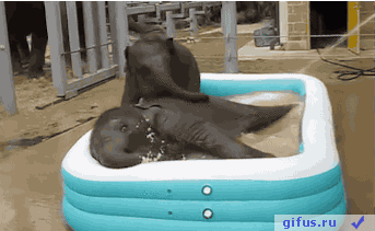 =GIFUS.RU=pozitivnie-slonyata-4277.gif