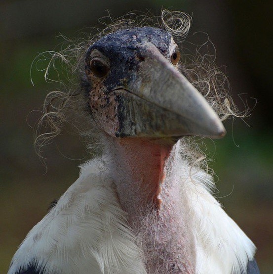 giLOmGkYgiQ.jpg
