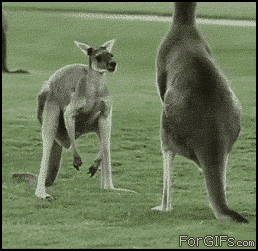 gipыв цуч.gif