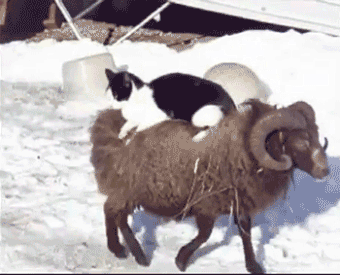 giphyЯЙЦ.gif