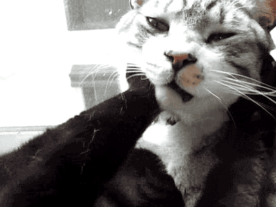 giphyЯЙфя.gif