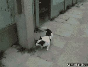 giphyйы1ёЁ.gif