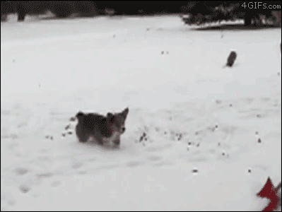 giphyуцсч2ц.gif
