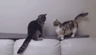 giphyф.gif